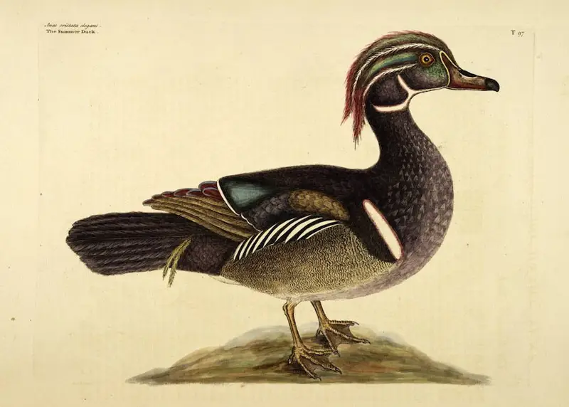 Catesby's summer duck